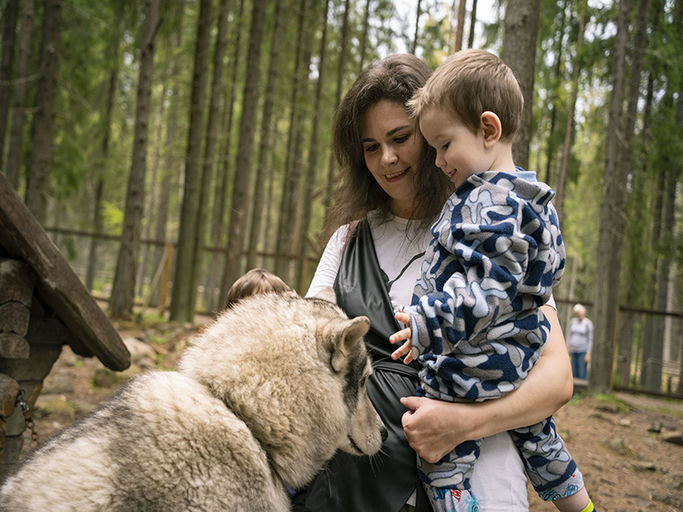 Хаски и олени: экскурсия в карельский питомник